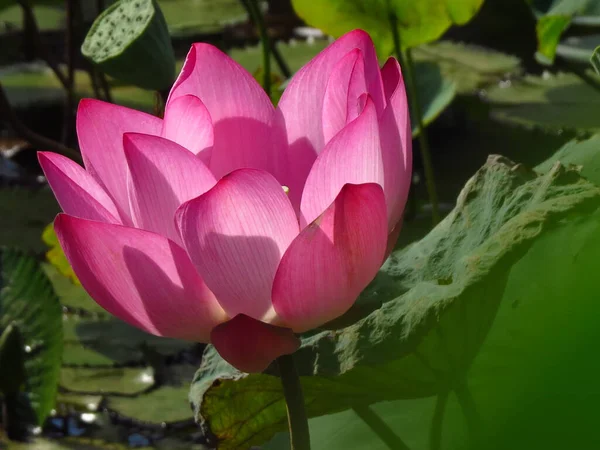 Gros Plan Lotus Sacré Sous Lumière Soleil — Photo