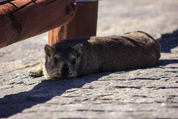 Cute Dassie Lying Bench Sunny Day — Stock Photo, Image