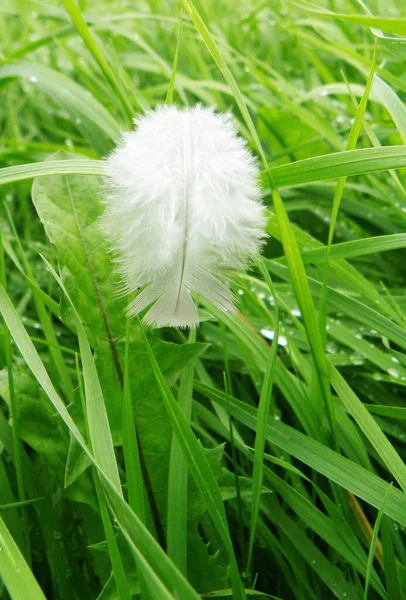 Vertical Shot White Fluffy Feather Green Grass — Stock Photo, Image