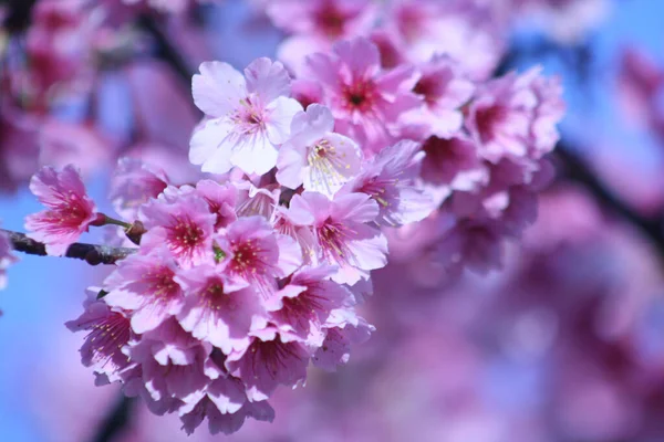 Eine Nahaufnahme Von Einem Kirschblütenbaum Mit Rosa Blumen Auf Blauem — Stockfoto