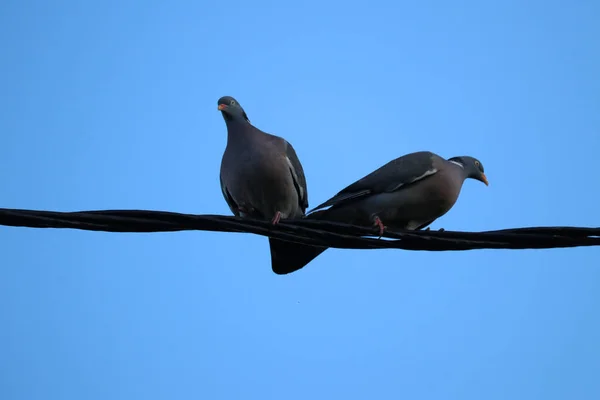 Tiro Ángulo Bajo Palomas Negras Encaramadas Cables Bajo Cielo Azul —  Fotos de Stock