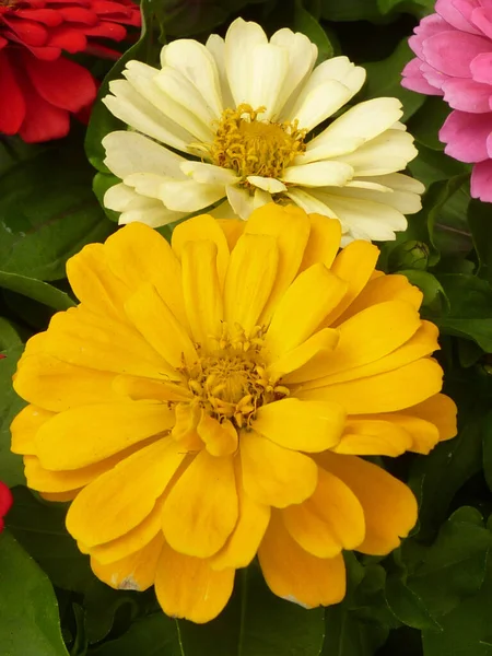 Μια Κάθετη Κοντινή Φωτογραφία Λουλούδια Ζίνια Έναν Κήπο — Φωτογραφία Αρχείου