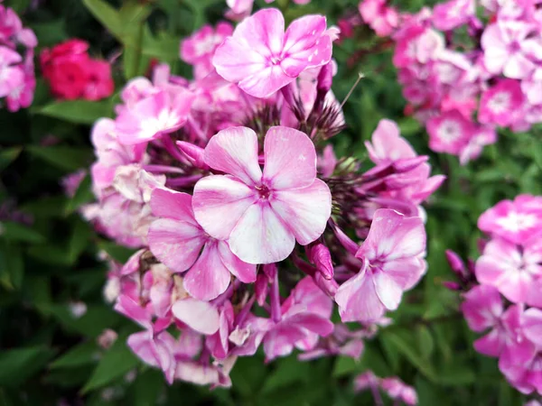 Uma Foto Close Phlox Jardim Bonito Sob Luz Sol — Fotografia de Stock