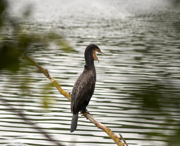 Ein Schwarzer Doppelhaubenkormoran Sitzt Auf Einem Ast Über Einem See — Stockfoto