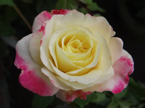 阳光下一束可爱的玫瑰的特写 — 图库照片