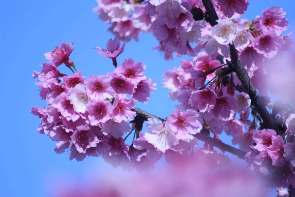 Closeup Shot Cherry Blossom Tree Pink Flowers Blue Sky Background — Stock Photo, Image