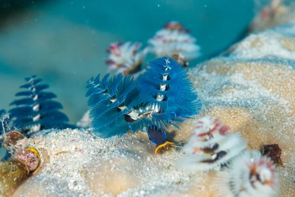 Gros Plan Vers Marins Tubulaires Polychètes Sous Marins — Photo