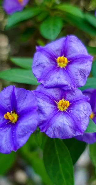 Eine Vertikale Selektive Fokusaufnahme Lila Nachtschattenblumen — Stockfoto