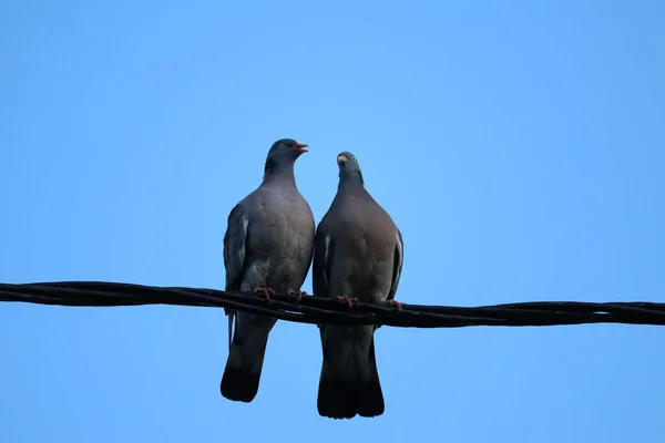 Tiro Ángulo Bajo Palomas Negras Encaramadas Cables Bajo Cielo Azul —  Fotos de Stock