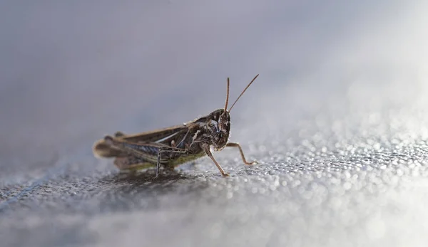 Macro Shot Small Grasshopper Sunny Afternoon — Stock Photo, Image