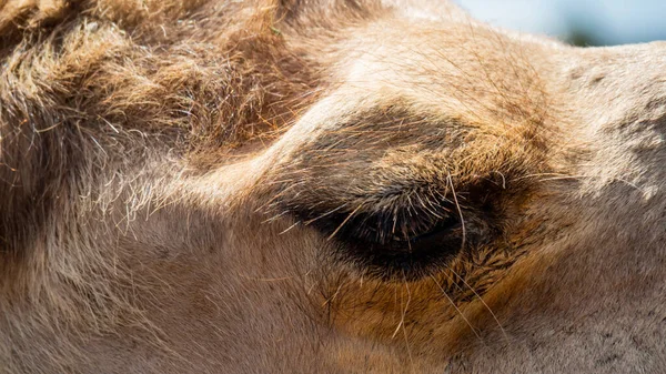 一只骆驼眼睛的特写镜头和它周围的棕色毛皮 — 图库照片