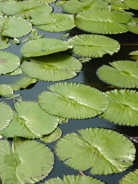 Tiro Vertical Almofadas Lírio Água Lago — Fotografia de Stock