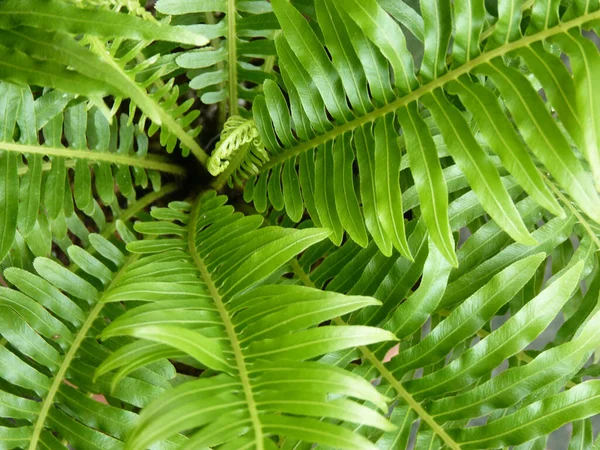 Detailní Záběr Čerstvého Zeleného Listí Ideální Pro Pozadí Nebo Tapety — Stock fotografie