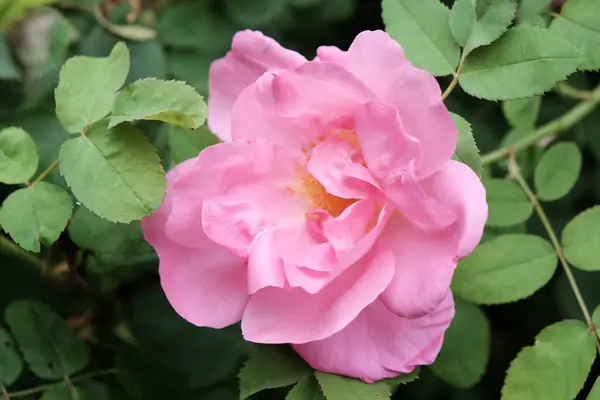 Een Closeup Shot Van Een Prachtige Rose Tuin Steeg — Stockfoto