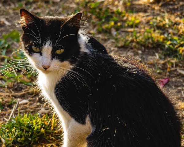 Tiro Close Foco Raso Gato Vadio Preto Branco Campo — Fotografia de Stock