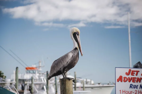 Shallow Focus Shot Brown Pelican Bird Blurry Background — Stock Photo, Image