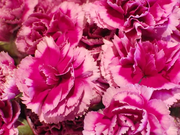 Closeup Shot Pink Carnations — Stock Photo, Image