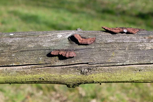 Hnědé Divoké Houby Rostoucí Dřevě Pokryté Mechem — Stock fotografie