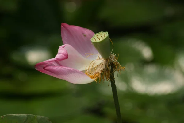 Szelektív Fókusz Közelkép Egy Rózsaszín Lótuszvirág Bukott Szirmok Kertben — Stock Fotó