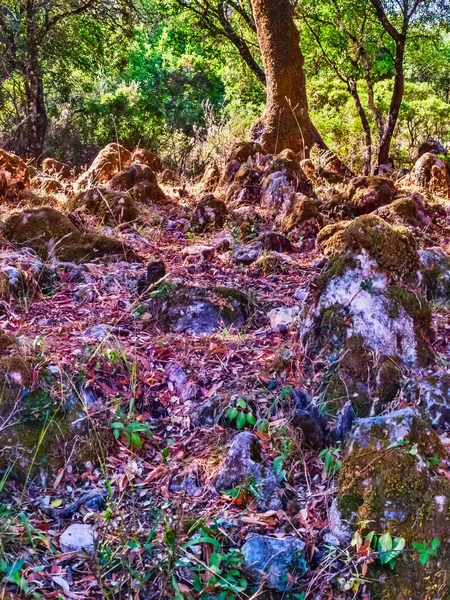 Μια Κάθετη Λήψη Από Βρύα Σχηματισμούς Βράχων Στο Δάσος — Φωτογραφία Αρχείου
