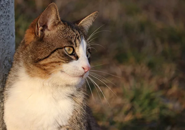 Gündüz Vakti Tarlada Kısa Saçlı Sevimli Bir Kedi — Stok fotoğraf