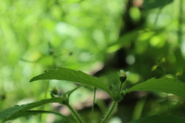 庭に小さな白い花を持つ植物の緑の葉の閉鎖 — ストック写真