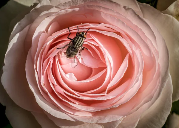 Tiro Close Inseto Uma Rosa Florescida Lindo — Fotografia de Stock