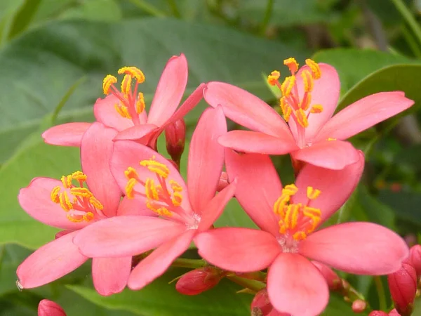 Makro Zbliżenie Strzał Różowego Jatropha Kwiaty — Zdjęcie stockowe