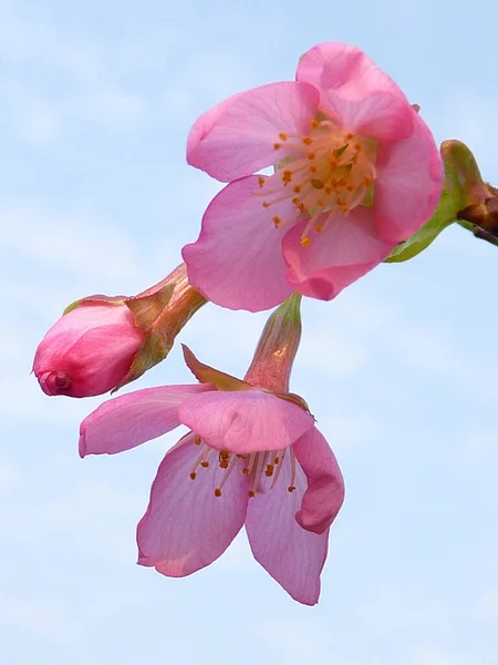 Gros Plan Vertical Deux Fleurs Cerisier Bourgeon Sur Une Branche — Photo