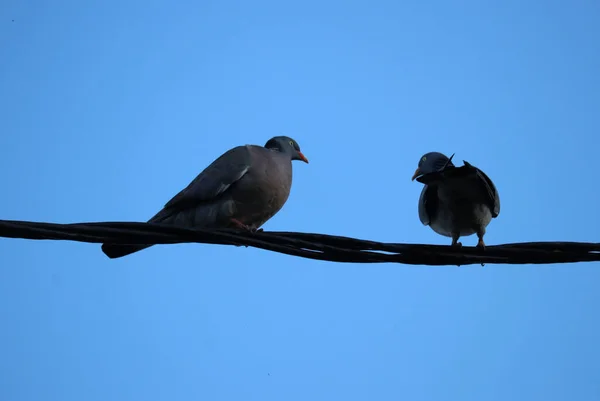 Tiro Ángulo Bajo Palomas Negras Encaramadas Cables Bajo Cielo Azul —  Fotos de Stock