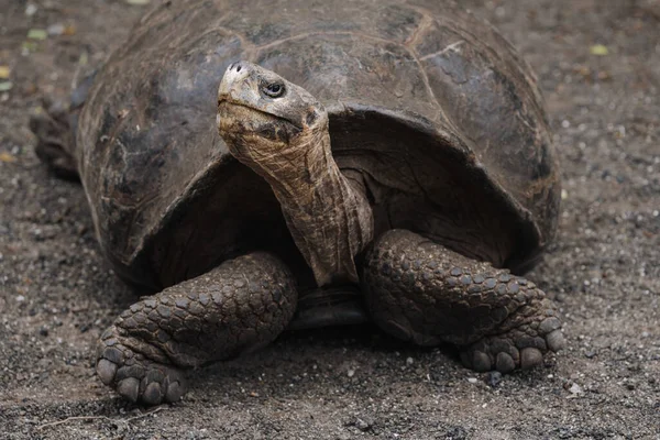 Primer Plano Una Gran Tortuga Terrestre Suelo — Foto de Stock