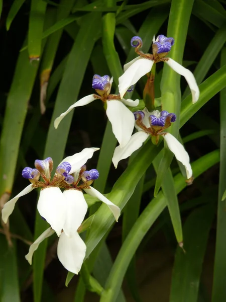 Selektiv Fokus Skott Vackra Vandrande Iris Blommor Blommar Trädgården — Stockfoto