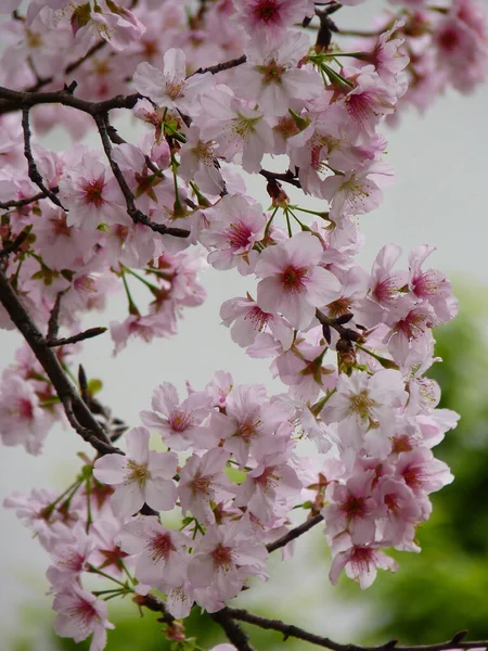 Plan Vertical Fleurs Cerisier Fleurs Plein Jour — Photo