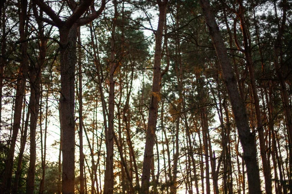 Высокие Красивые Деревья Лесу Отлично Подходит Обоев — стоковое фото