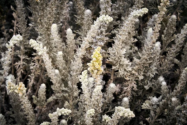 Gros Plan Une Plante Dans Réserve Naturelle État Point Lobos — Photo