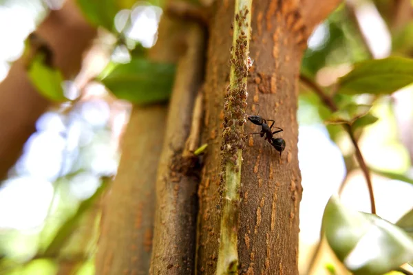 Sebuah Tembakan Dekat Semut Hitam Batang Pohon Dengan Latar Belakang — Stok Foto