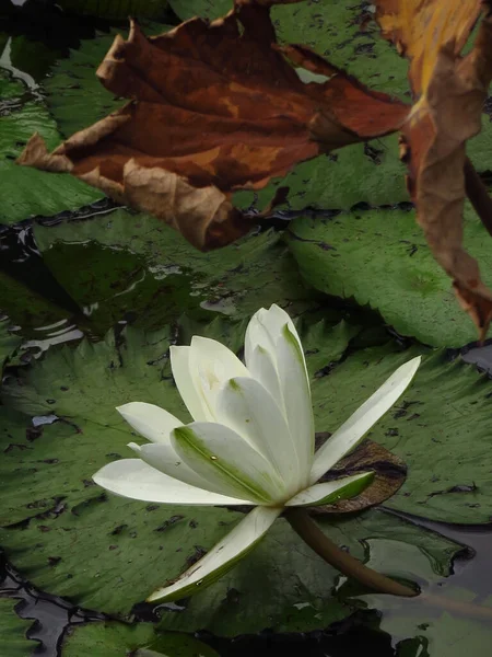 Een Verticaal Schot Van Een Witte Waterhoudende Lelie — Stockfoto