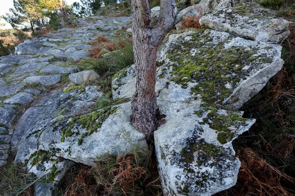 Zbliżenie Ujęcia Drzewa Rosnącego Środku Pękniętej Skały — Zdjęcie stockowe