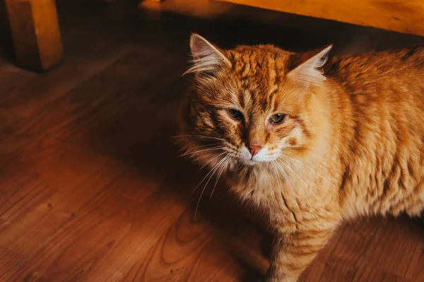Eine Hochwinkelaufnahme Einer Flauschigen Katze Auf Dem Boden — Stockfoto