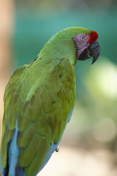 Вертикальний Знімок Зеленого Папуги Амазонки Червоного Кольору — стокове фото