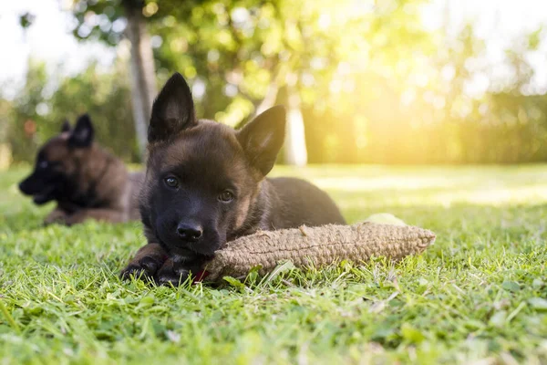 一只可爱的小狗 背景是一个阳光灿烂的公园 — 图库照片