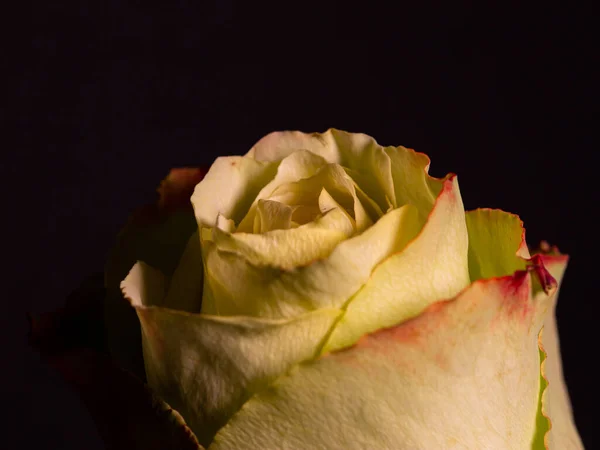 Primo Piano Isolato Una Rosa Bianca Rosa Leggermente Sbiadita — Foto Stock