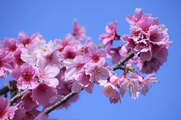 Closeup Shot Beautiful Pink Blossom Flowers Tree Branch — Stock Photo, Image