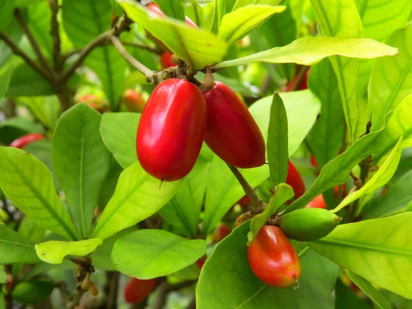 Primo Piano Frutti Rossi Miracle Ramo Giardino Pomeriggio Sole — Foto Stock