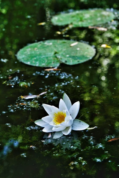 Вертикальный Снимок Красивого Цветка Лотоса Воде — стоковое фото