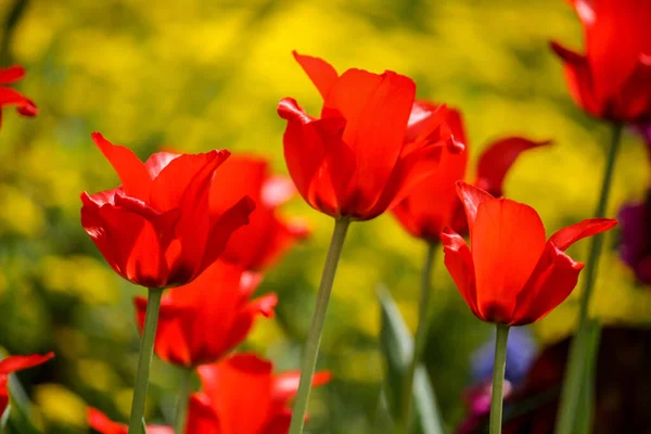 Les Tulipes Rouges Fleurs Par Une Journée Ensoleillée Dans Champ — Photo