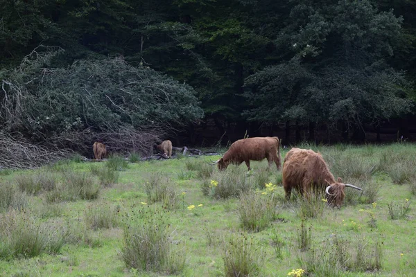 一群棕色的公牛在绿地里吃草 — 图库照片