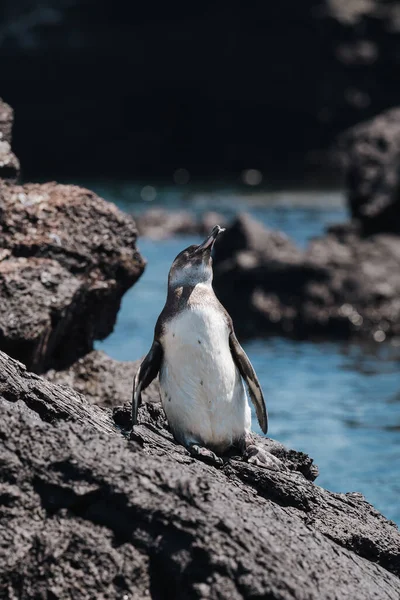 Вертикальный Снимок Пингвина Камне Размытым Фоном — стоковое фото