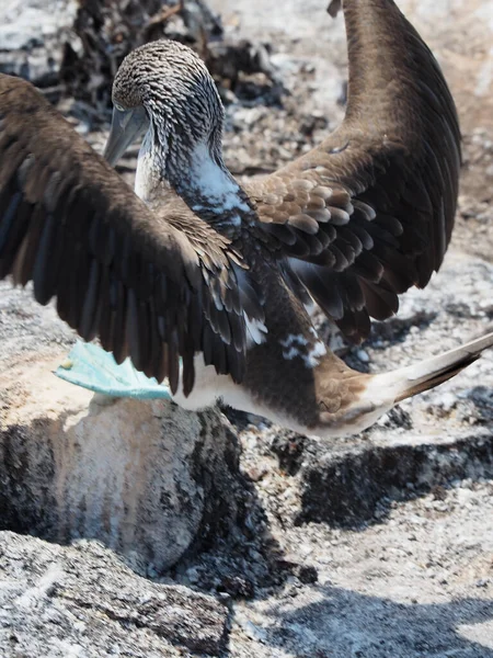 Primo Piano Uccello Marino Catturato Durante Giorno — Foto Stock