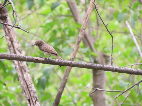 Mały Uroczy Ptak Siedzący Gałęzi Rozmytym Tle Drzew — Zdjęcie stockowe